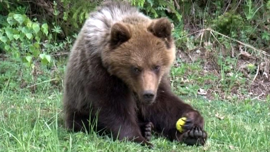 V Liptovskom Mikuláši sa takmer každý večer do záhradkárskej osady zakráda medveď. Ľudia ho dokonca už videli aj na sídlisku  Podbreziny, bezprostredne blízko panelákov.
